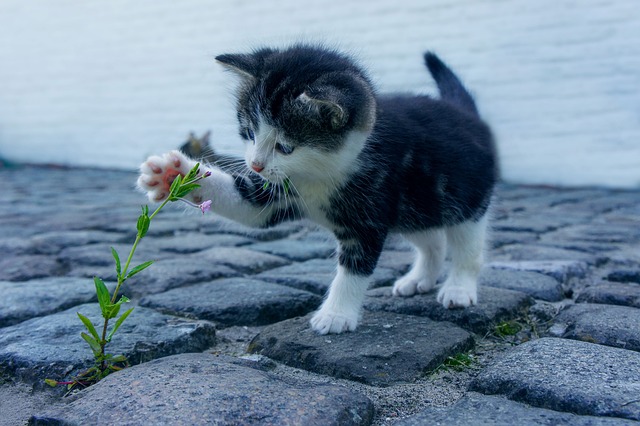 Kako zaštiti cveće od mačaka