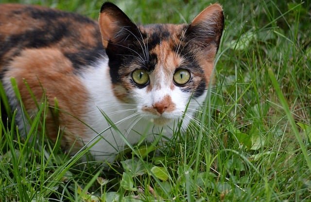 Zašto mačke jedu travu