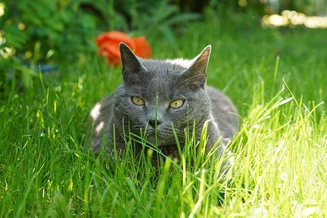 Zašto mačke jedu travu