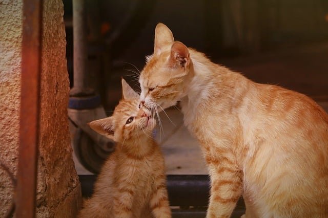 idealno ime za mačku