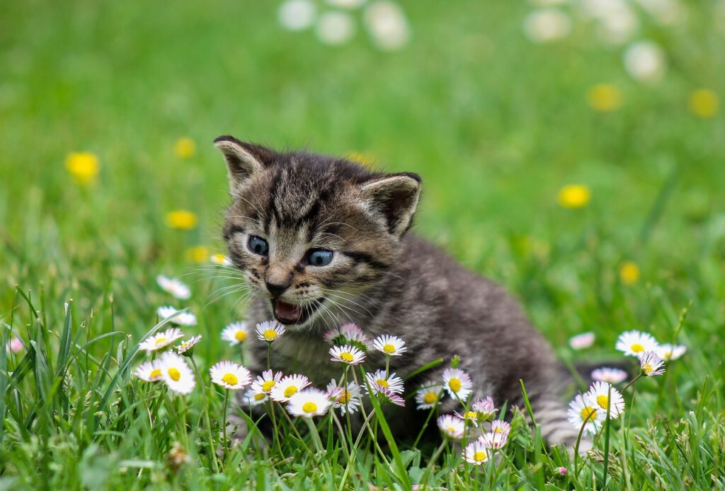 Kako zaštiti cveće od mačaka
