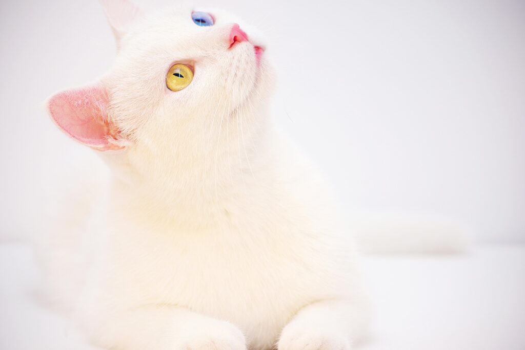 albino mačke