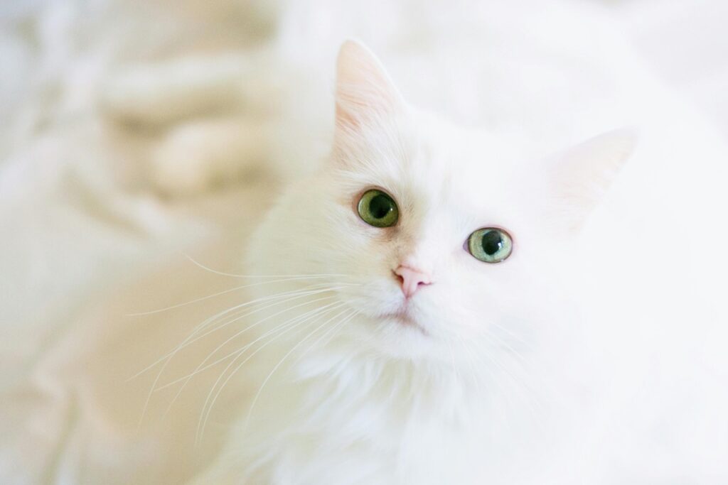 albino mačke