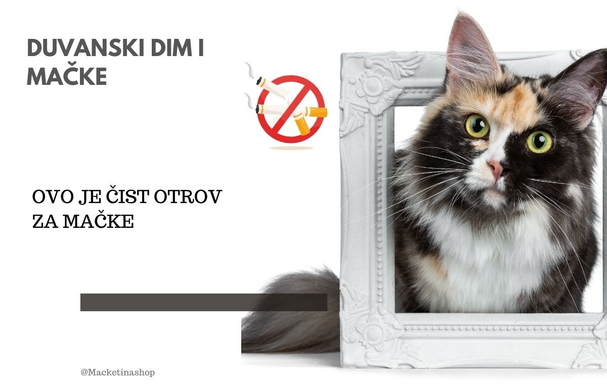 Duvanski dim i mačke