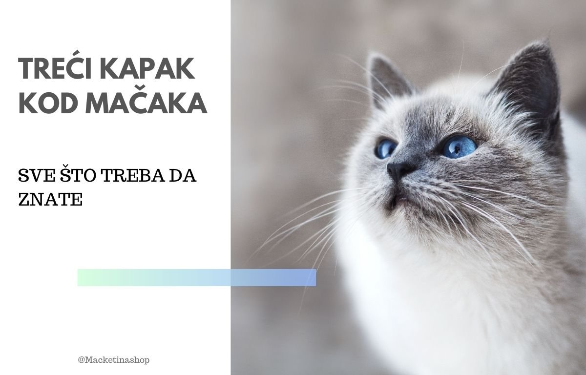treći kapak kod mačaka