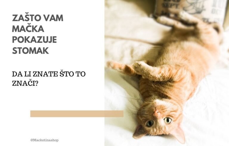 Zašto vam mačka pokazuje stomak
