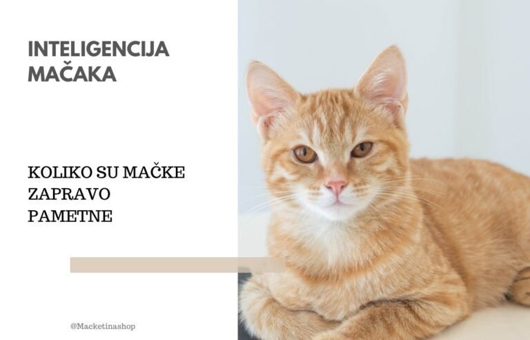 inteligencija mačaka