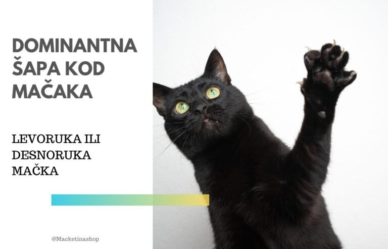 dominantna šapa kod mačaka