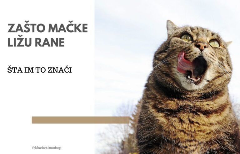 zašto mačke ližu rane