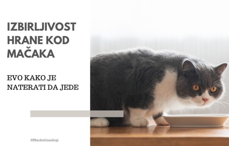 izbirljivost kod mačaka