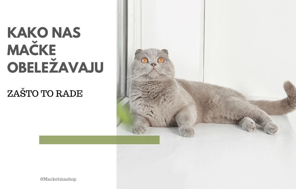 kako nas mačke obeležavaju