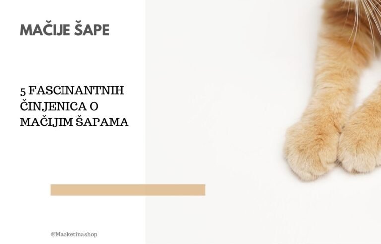 mačije šape