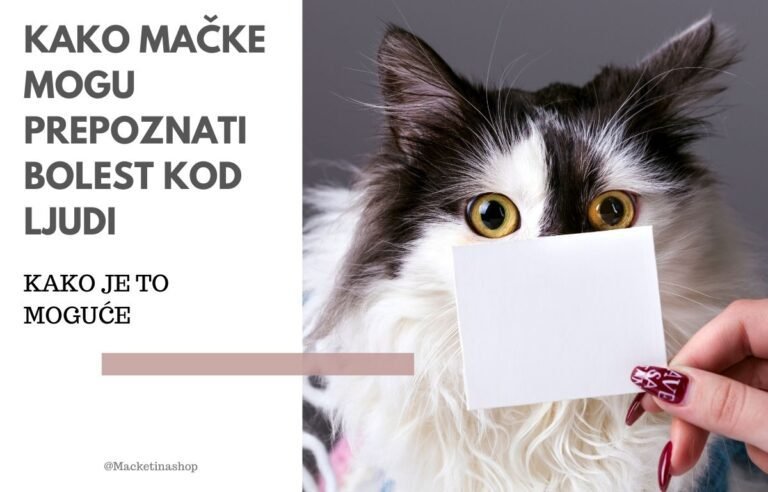 kako mačke mogu prepoznati bolest kod ljudi