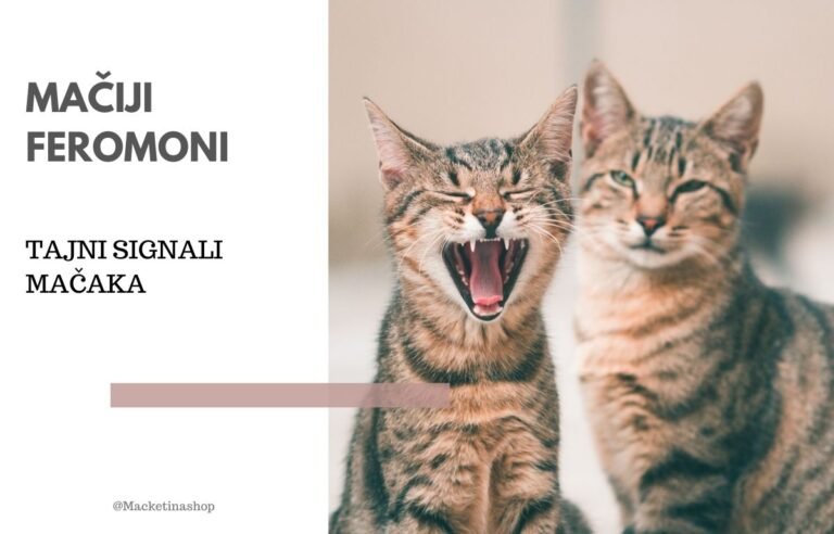 mačiji feromoni