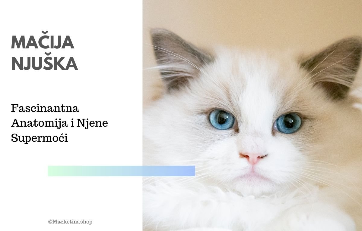 mačija njuška