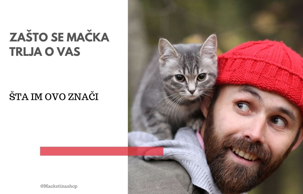 Zašto se mačka trlja o vas
