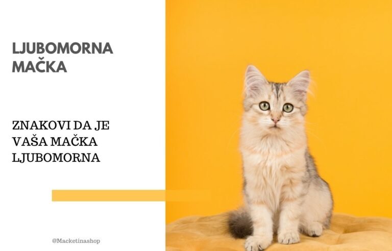 Znakovi da je vaša mačka ljubomorna