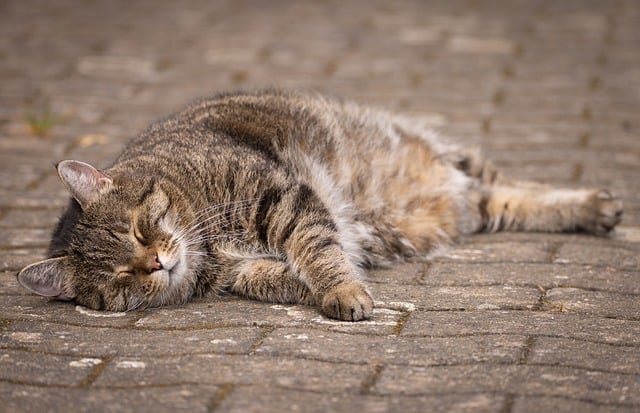 Zašto vam mačka pokazuje stomak