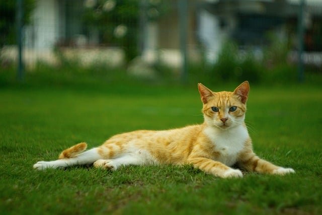kako mačke mogu prepoznati bolest kod ljudi