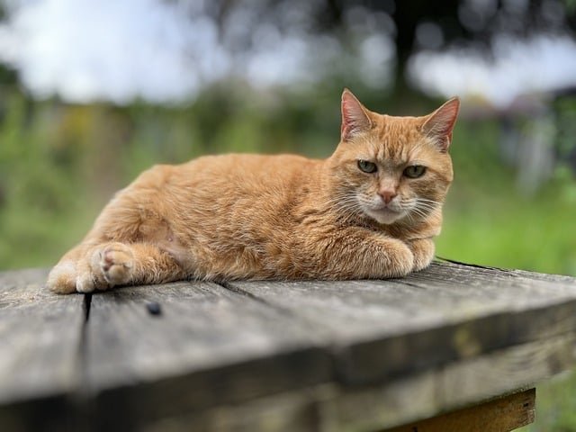 izbirljivost kod mačaka 