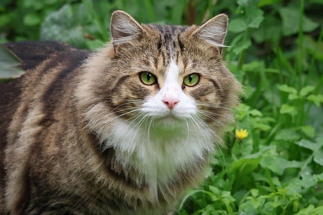 izbirljivost kod mačaka 