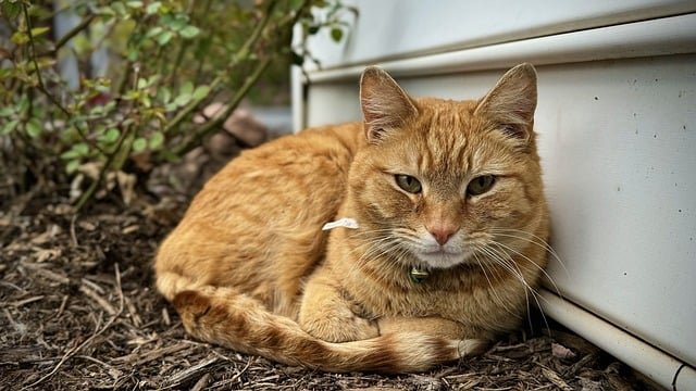 memorija kod mačaka