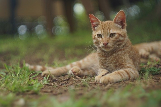 kako mačke mogu prepoznati bolest kod ljudi