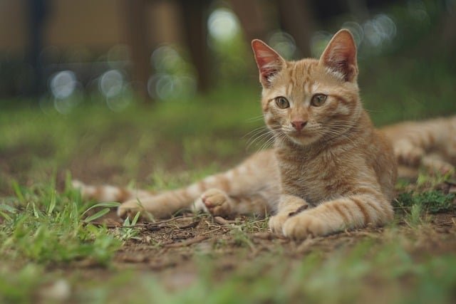 Šta ako mačku ubode osa ili pčela