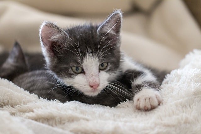 Šta ako mačku ubode osa ili pčela