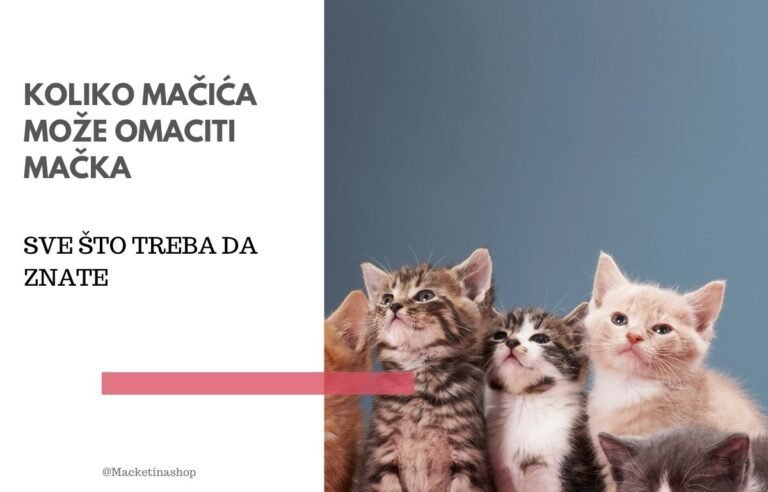 koliko mačića može omaciti mačka