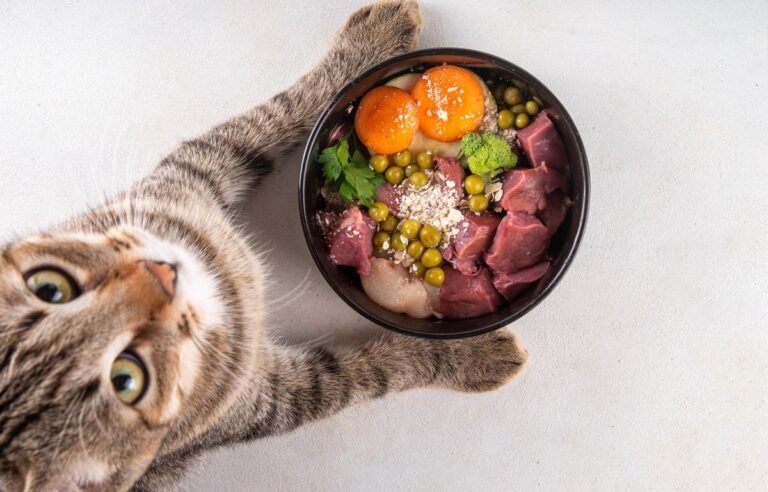 Izbirljivost kod mačaka – mačka pored činije sa raznovrsnom hranom