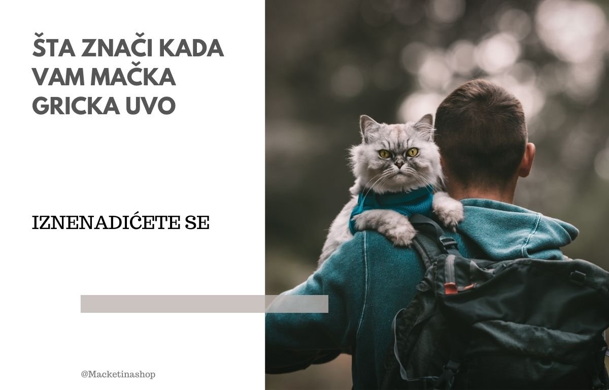 šta znači kada vam mačka gricka uvo
