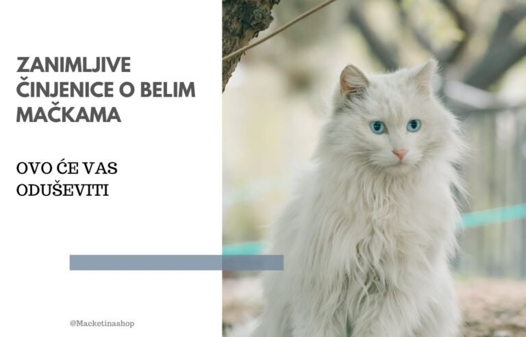 zanimljive činjenice o belim mačkama