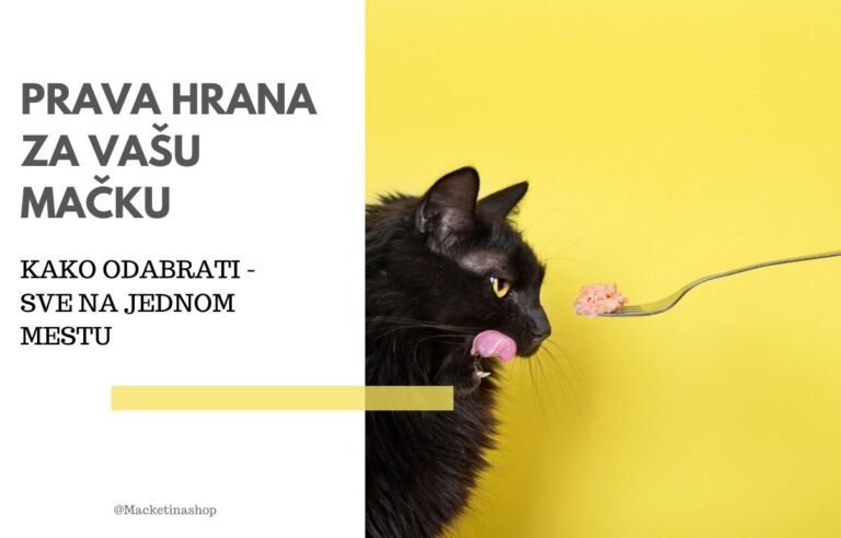 prava hrana za vašu mačku