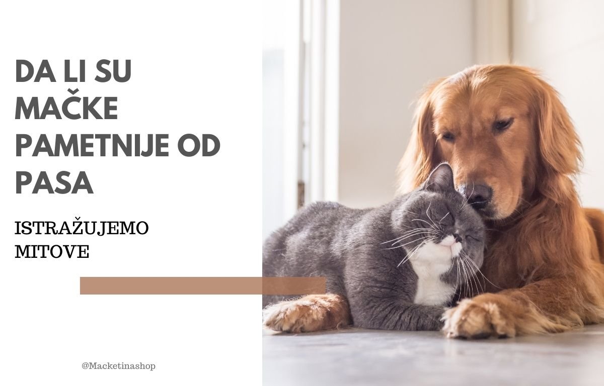 Da li su mačke pametnije od pasa