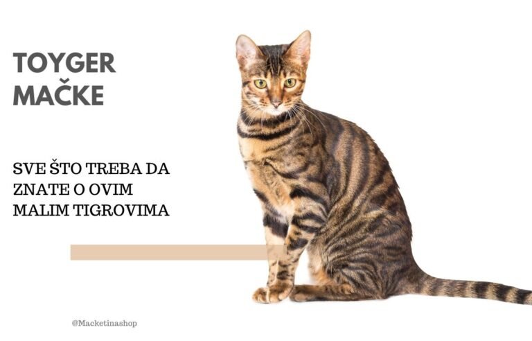 toyger mačke