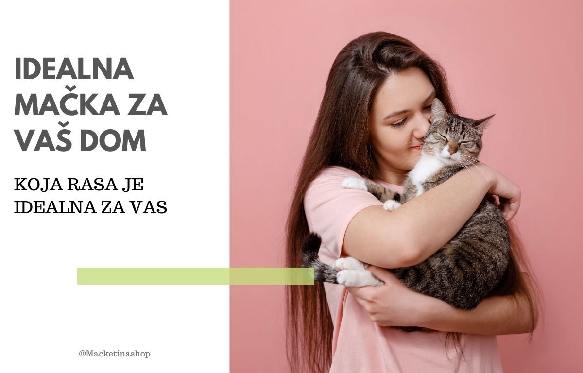 idealna mačka za vaš dom