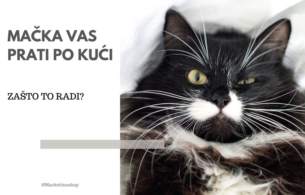 mačka vas prati po kući