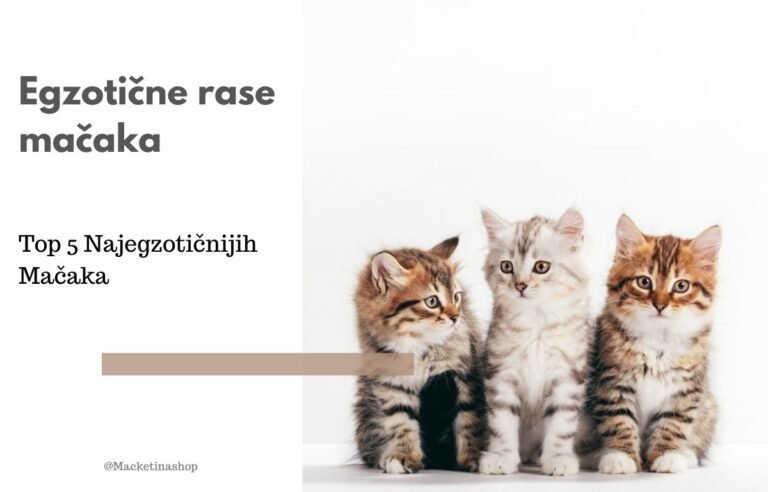 Egzotične rase mačaka