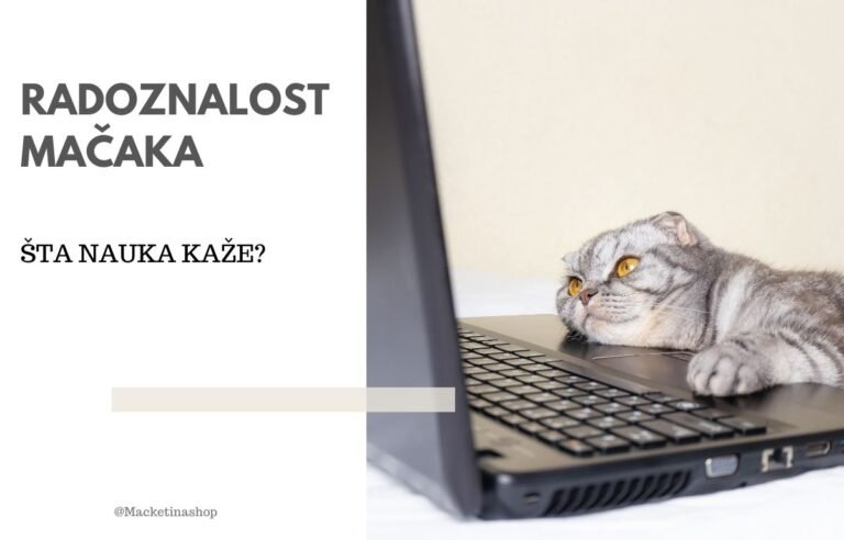 Radoznalost mačaka
