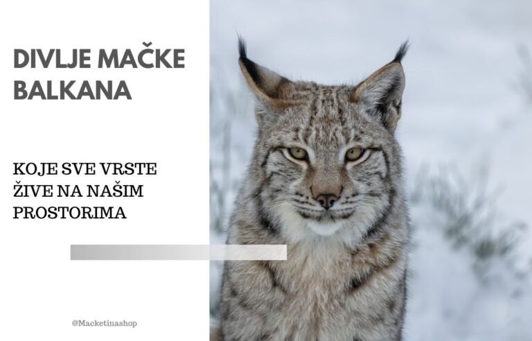 Divlje mačke Balkana