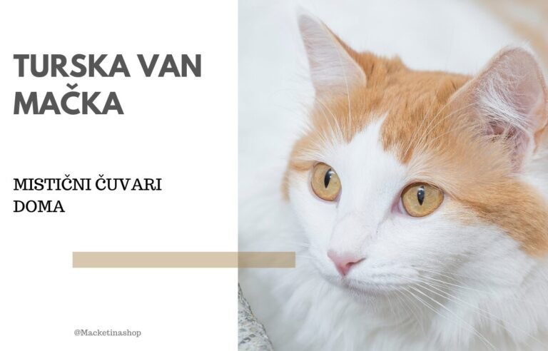 Turska van mačka