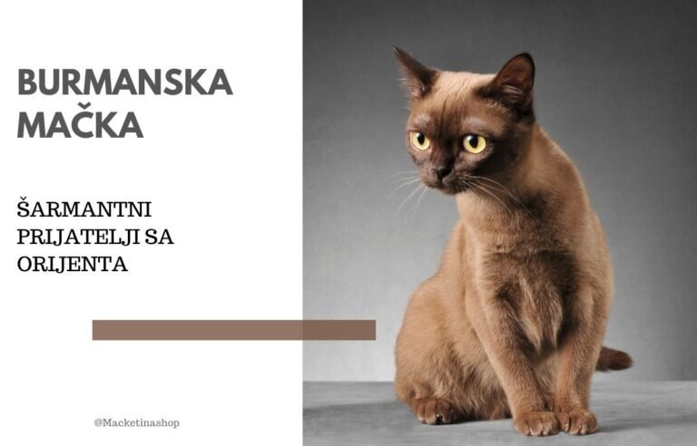 Burmanska mačka