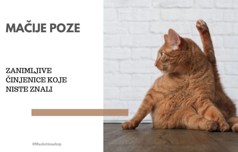 mačije poze