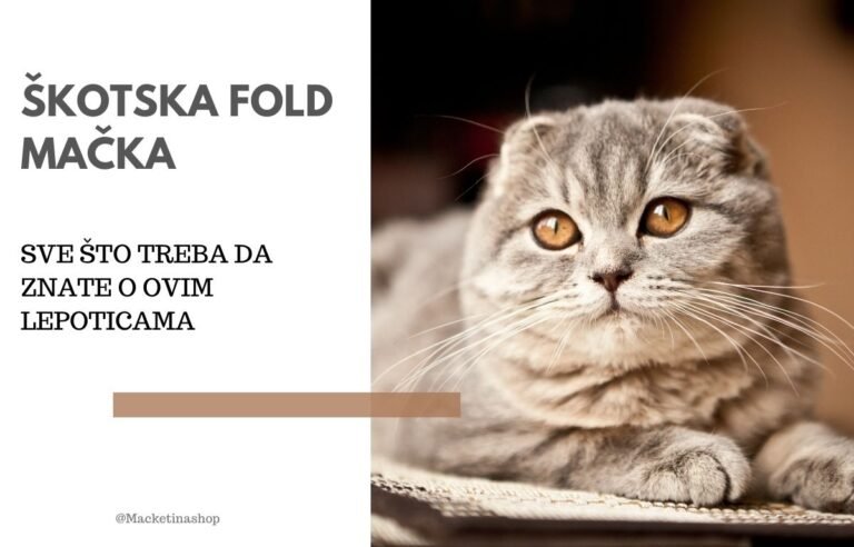 Škotska fold mačka