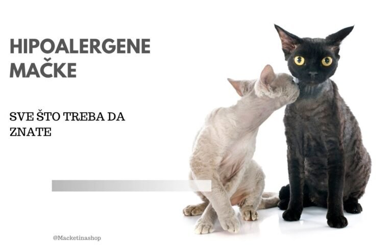 Hipoalergene mačke