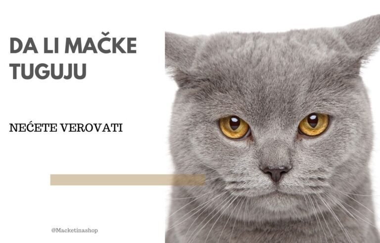 Da li mačke tuguju