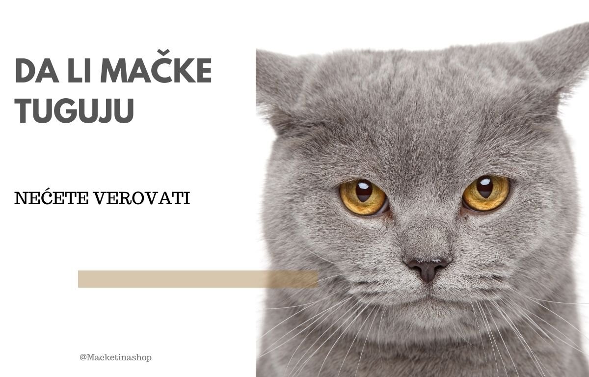 Da li mačke tuguju