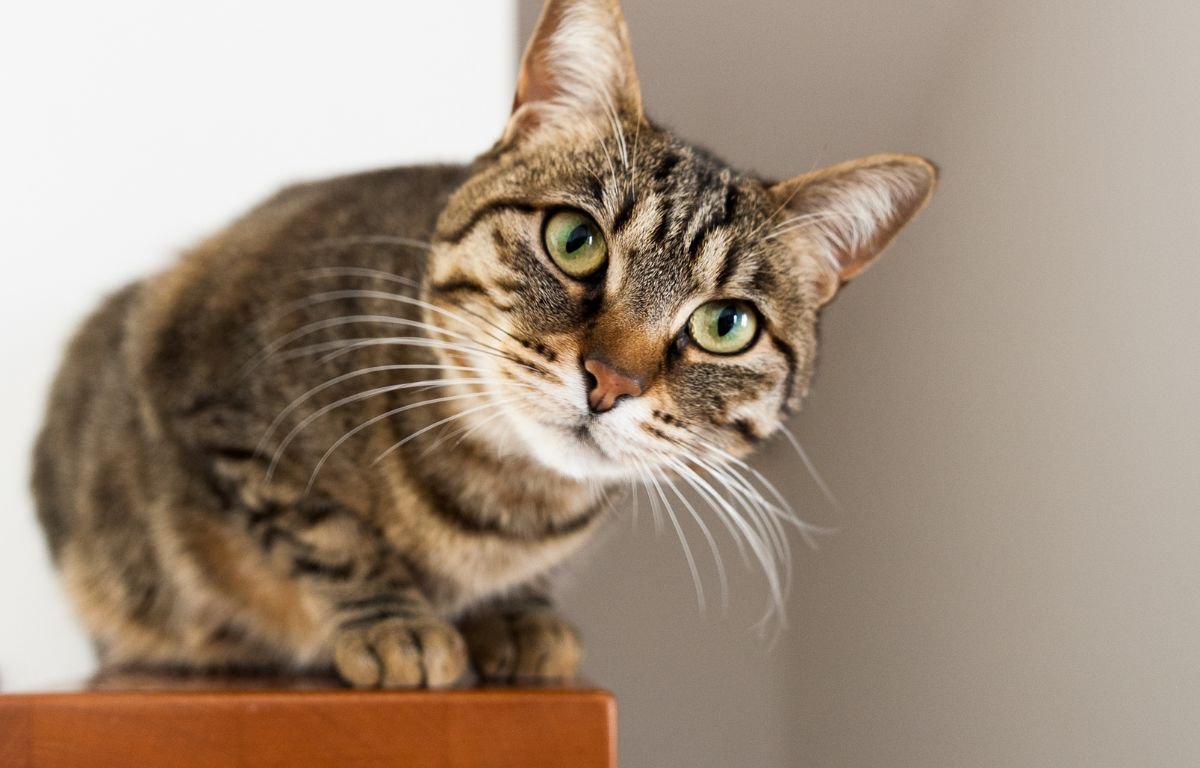 Kada mačka prede – opuštena mačka gleda vlasnika i pokazuje znakove zadovoljstva