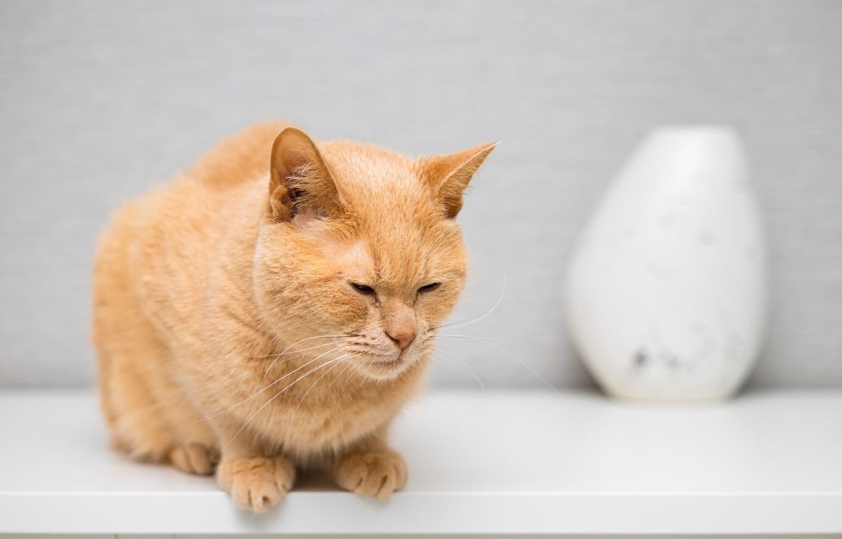 tužna narandžasta mačka koja pokazuje znake tuge - da li mačke tuguju